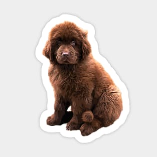 Newfoundland Chocolate Brown Puppy Dog Sticker